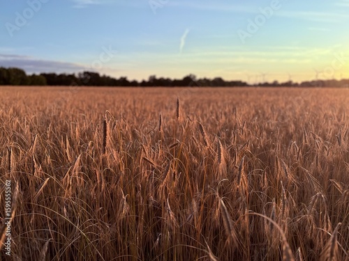 golden wheat field, evening sun, beautiful wheat field background