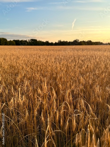 golden wheat field, evening sun, beautiful wheat field background