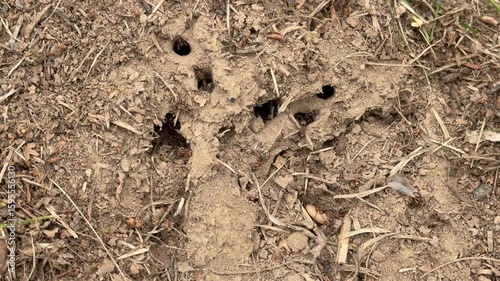 A close-up shows an anthill in the dirt, with ants scurrying in and out of the holes. Concept of: Colony life.