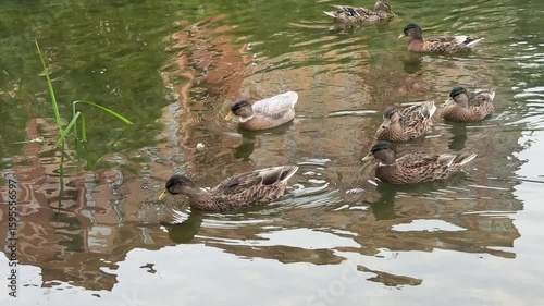 Several ducks are swimming on a pond, reflecting buildings in the water. Concept of: Urban wildlife.