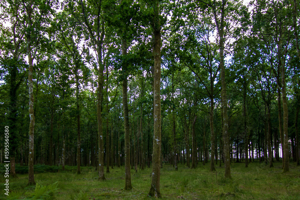 Fototapeta premium A view of a thick lush forest on a secluded hiking trail in the New Forest National Park during late summer afternoon.
