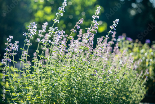 Foto Catnip plant growing in sunny meadow garden