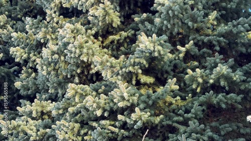 Sunlight illuminating blue spruce branches with new growth