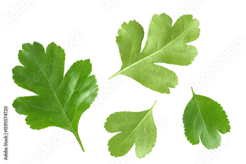 Green leaves of hawthorn berries isolated on white background. Top view. Flat lay.