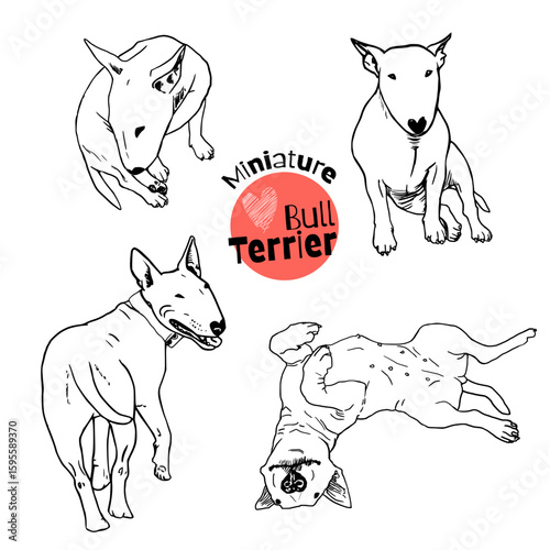 Funny white Miniature Bull Terrier dogs dressed as clowns in playful poses. Vector illustration with minimal shadows, perfect for dog lovers and humorous designs
