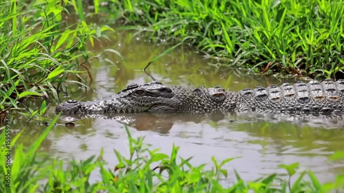 crocodile floating quietly in muddy water near bank