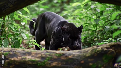 black panther moving stealthily in forest undergrowth
