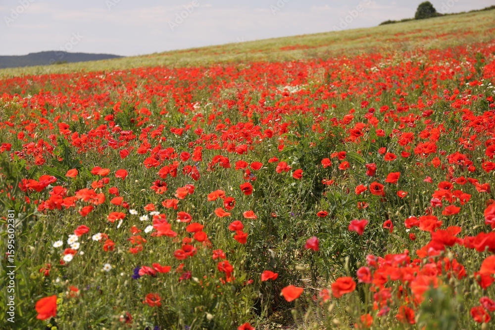Obraz premium Many beautiful poppy flowers growing on field outdoors