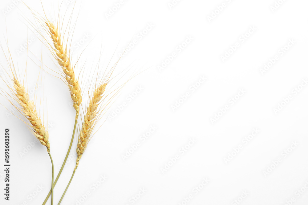 Fototapeta premium Wheat spikes on white background, flat lay. Space for text