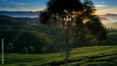 Rich green coffee plantation terraced on rolling hills under soft morning sunlight. AI technology captures expansive rows of coffee plants. Represents agriculture, organic farming, natural beverage.