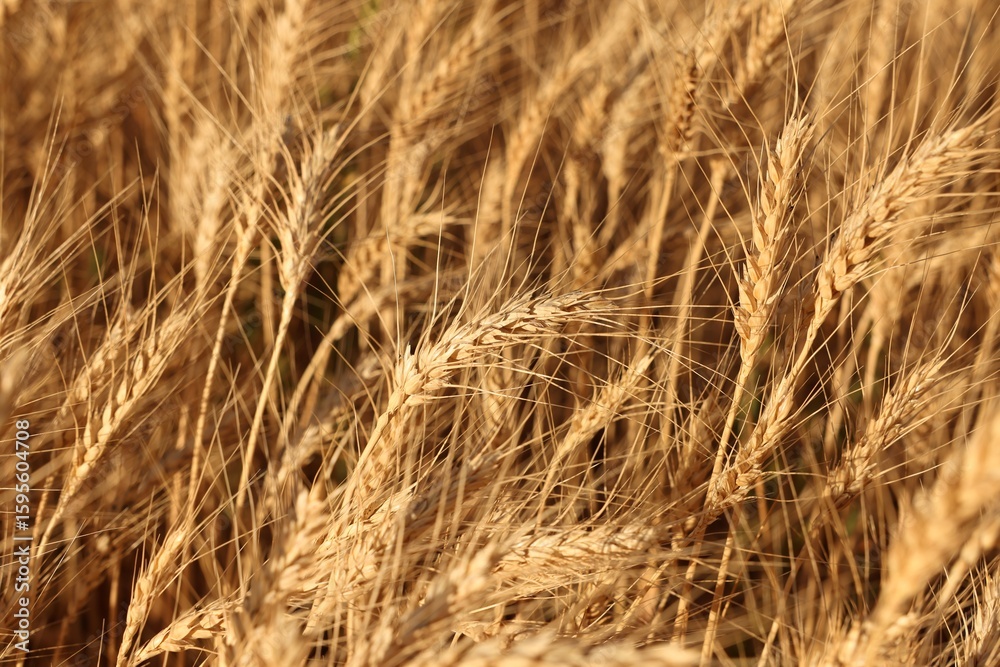 Fototapeta premium Golden wheat ears growing in field, closeup
