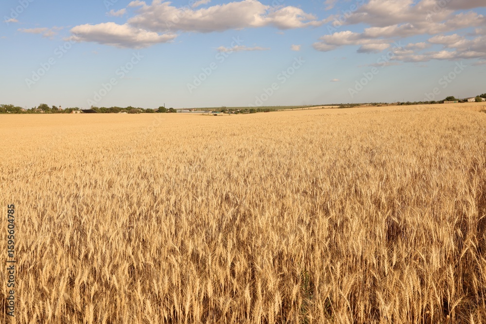 Obraz premium Beautiful view of field with ripening wheat spikes