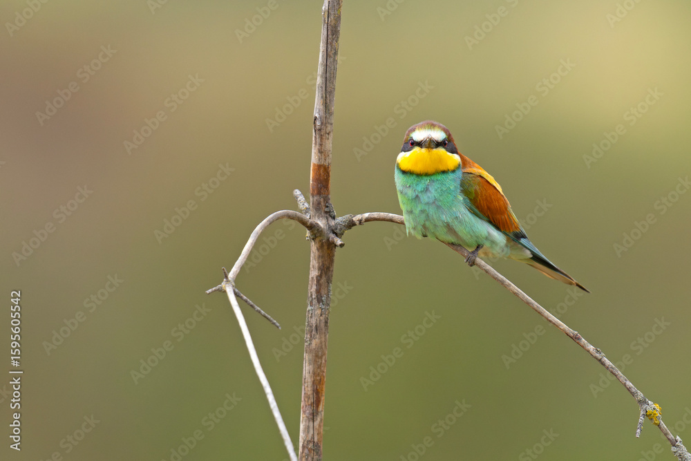 Fototapeta premium Żołna (Merops apiaster)