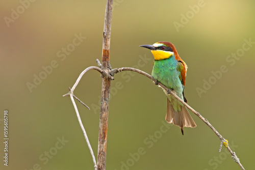 Żołna (Merops apiaster)