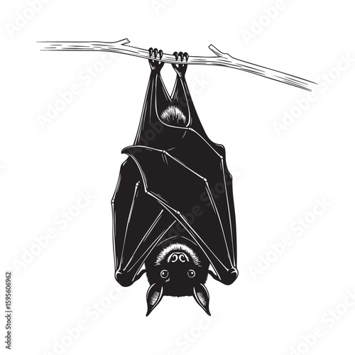 A bat mammal hanging upside down from a branch with folded wings