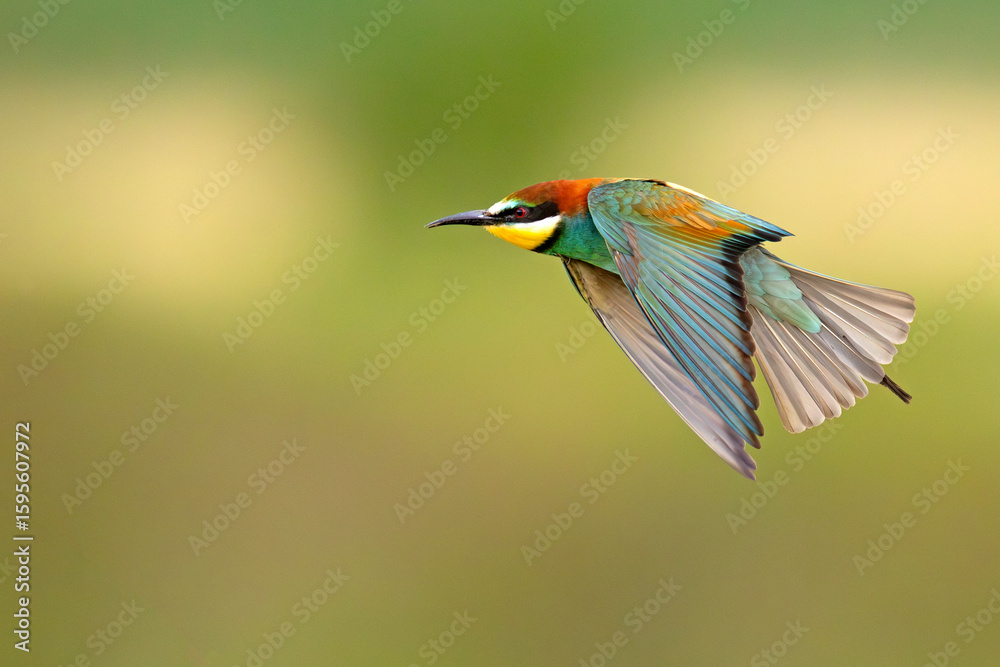 Obraz premium Żołna (Merops apiaster)