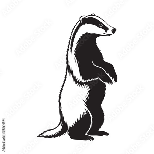 A realistic European badger standing alert on its hind legs