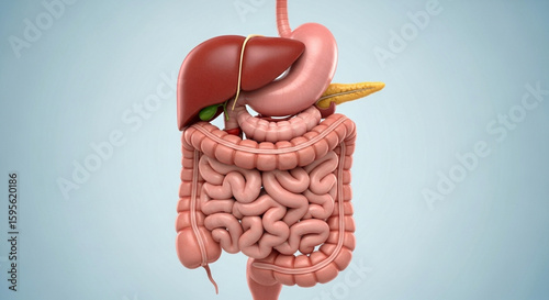 3D anatomical illustration of the human digestive system, including the liver, stomach, and intestines.
