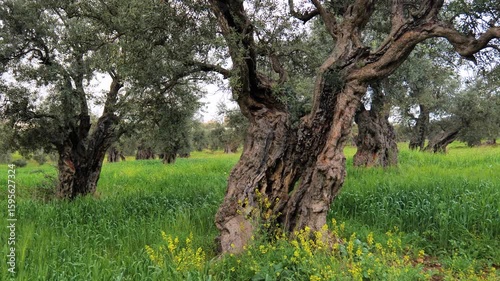 millenia old olive trees in Jerash, Jordan