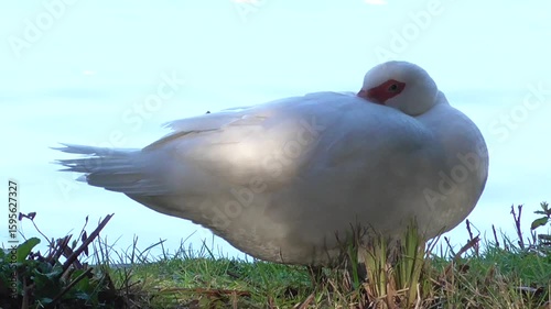 White Female Muscovy Duck (Cairina moschata) Resting by a Lake