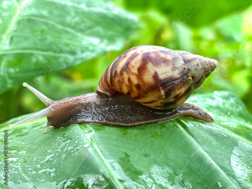 Close up of snails in the leaves, giant african snail (Lissachatina fulica)