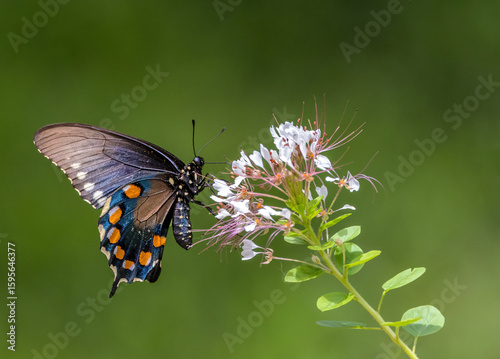 A Pipevine Swallowtail butterfly nectaring on Red-whiskered Clammyweed.