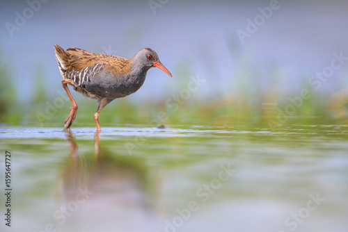 Wasserralle (Rallus aquaticus); water rail;