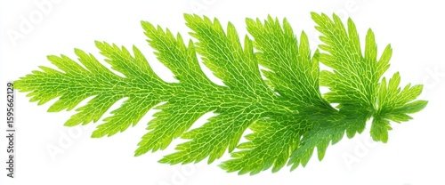 Vibrant Green Fern Leaf with Intricate Veins Detail on a White Background, Botanical