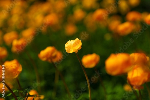 Single flower