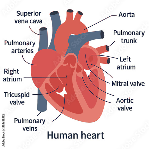Anatomical illustration of a human heart, labeled with key components and structures.