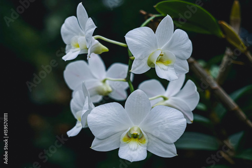 The flower of the dove orchid (Dendrobium crumenatum), which features delicate, soft petals with a subtle touch of yellow in the center. The intricate folds and texture of the petals are accentuated.