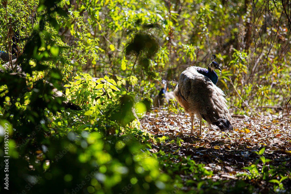 Obraz premium Pavo real