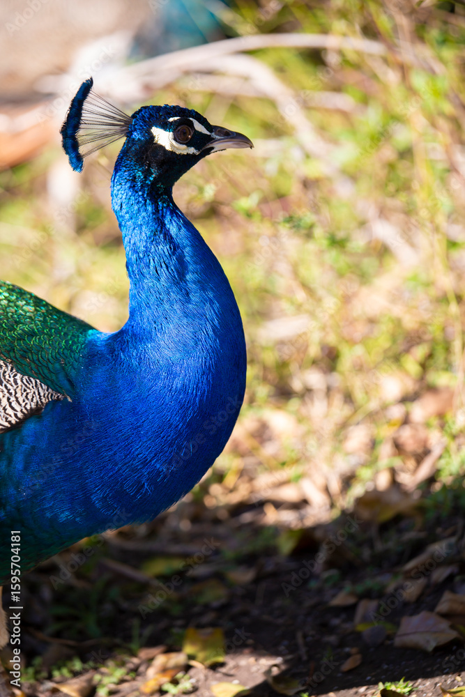 custom made wallpaper toronto digitalPavo real