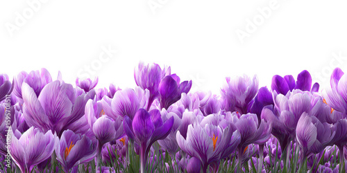 Field of purple flowers against black backdrop background image