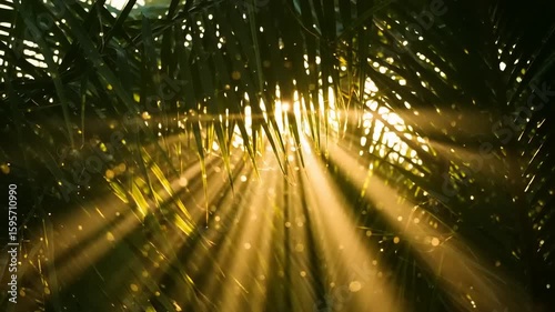 Sunlight filtering through palm leaves