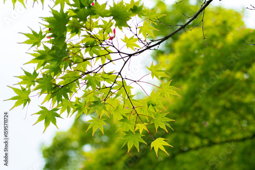green maple leaves