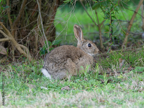 European Rabbit (Oryctolagus cuniculus) roaming around during the day on grass looking for food.
