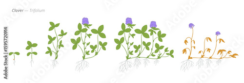 Clover growth stages from seed to dried tops showcased