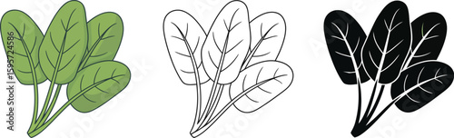 Spinach leaves vector illustration fresh spinach healthy food green spinach spinach art spinach design spinach icon