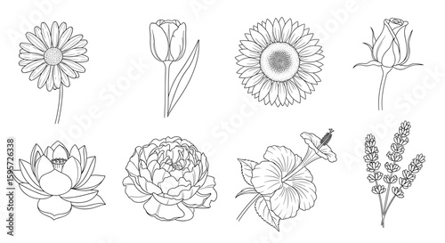 Botanical Blueprint: A curated collection of botanical sketches in a detailed and artistic showcase, perfect for adding a touch of nature and artistry.