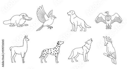 Illustration of the fauna collection: A detailed line drawing, with eight distinct animals, inviting the eye to journey through the animal kingdom