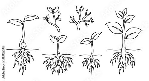 Growth and Root System: A detailed illustration of plant development, revealing the delicate progression from seedling to emerging sprout, focusing on the intricacies of root systems.