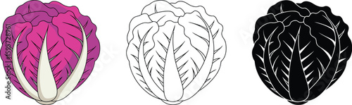 Red cabbage illustration vector drawing of cabbage vegetable graphic design healthy food diet icon art