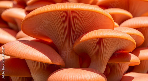 Vibrant Pink Oyster Mushrooms Growing Closely Together Outdoor
