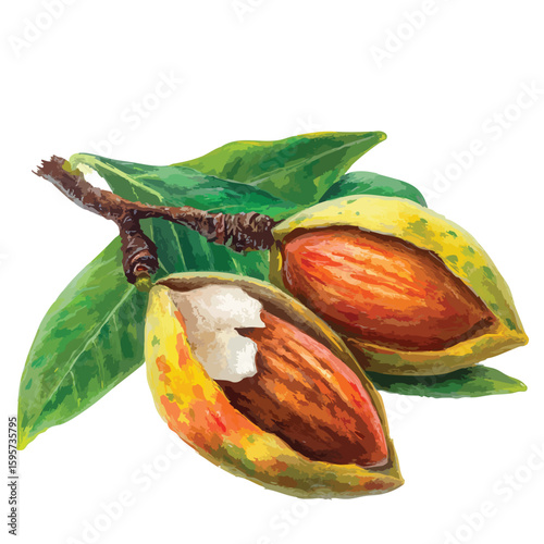Almonds on branch watercolor illustration isolated