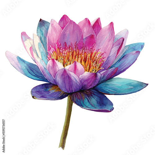 Pink water lily watercolor illustration isolated