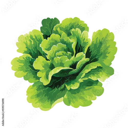 Lettuce watercolor illustration isolated