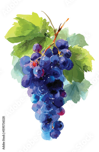 Bunch of grapes watercolor illustration isolated