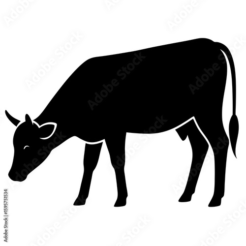 Black cow grazing on white background animal