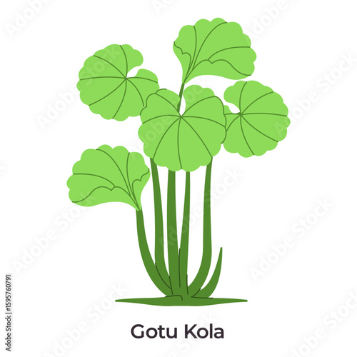 Gotu Kola Centella asiatica round fan shaped light green leaves ideal for botanical or wellness traditional medicine